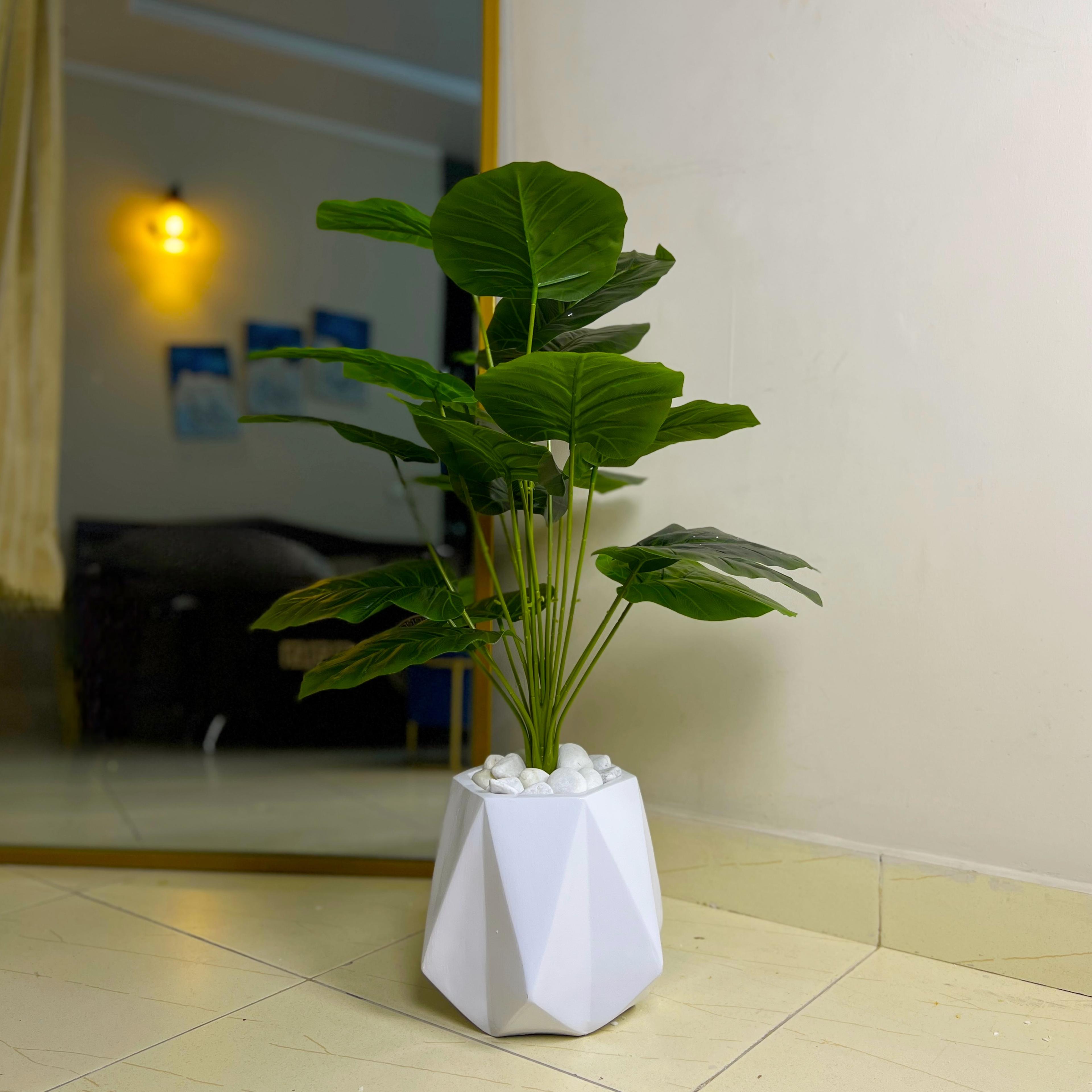 Diamond Planter with Money Plant