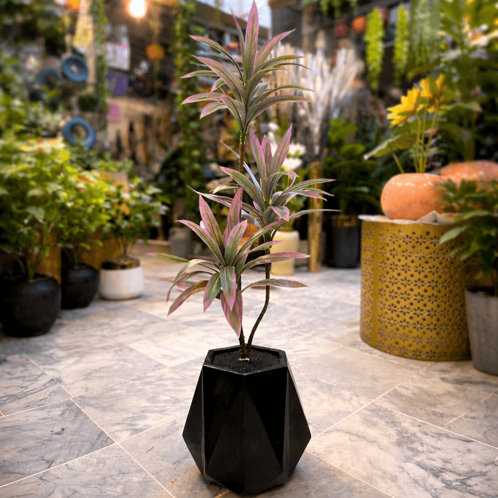 Dracaena Plant in Matte Diamond Chalk Planter