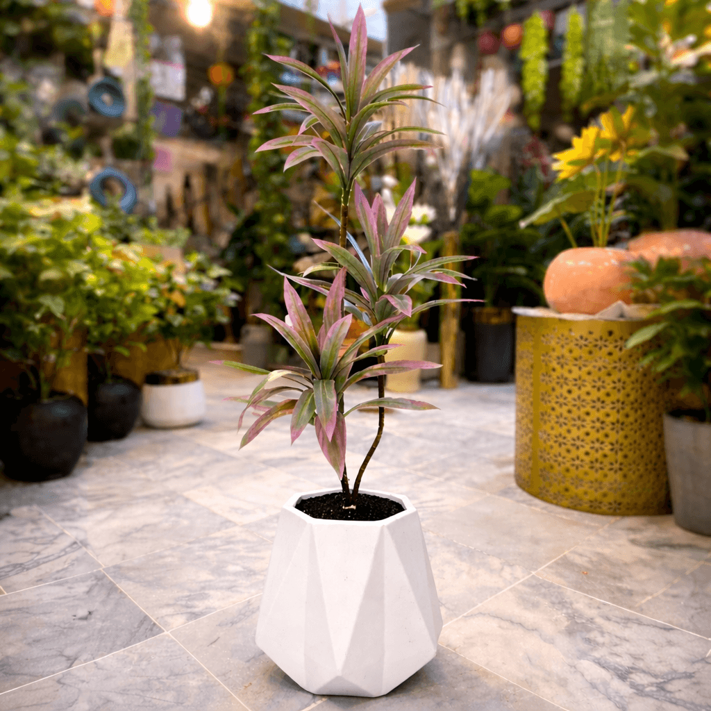 Dracaena Plant in Matte Diamond Chalk Planter
