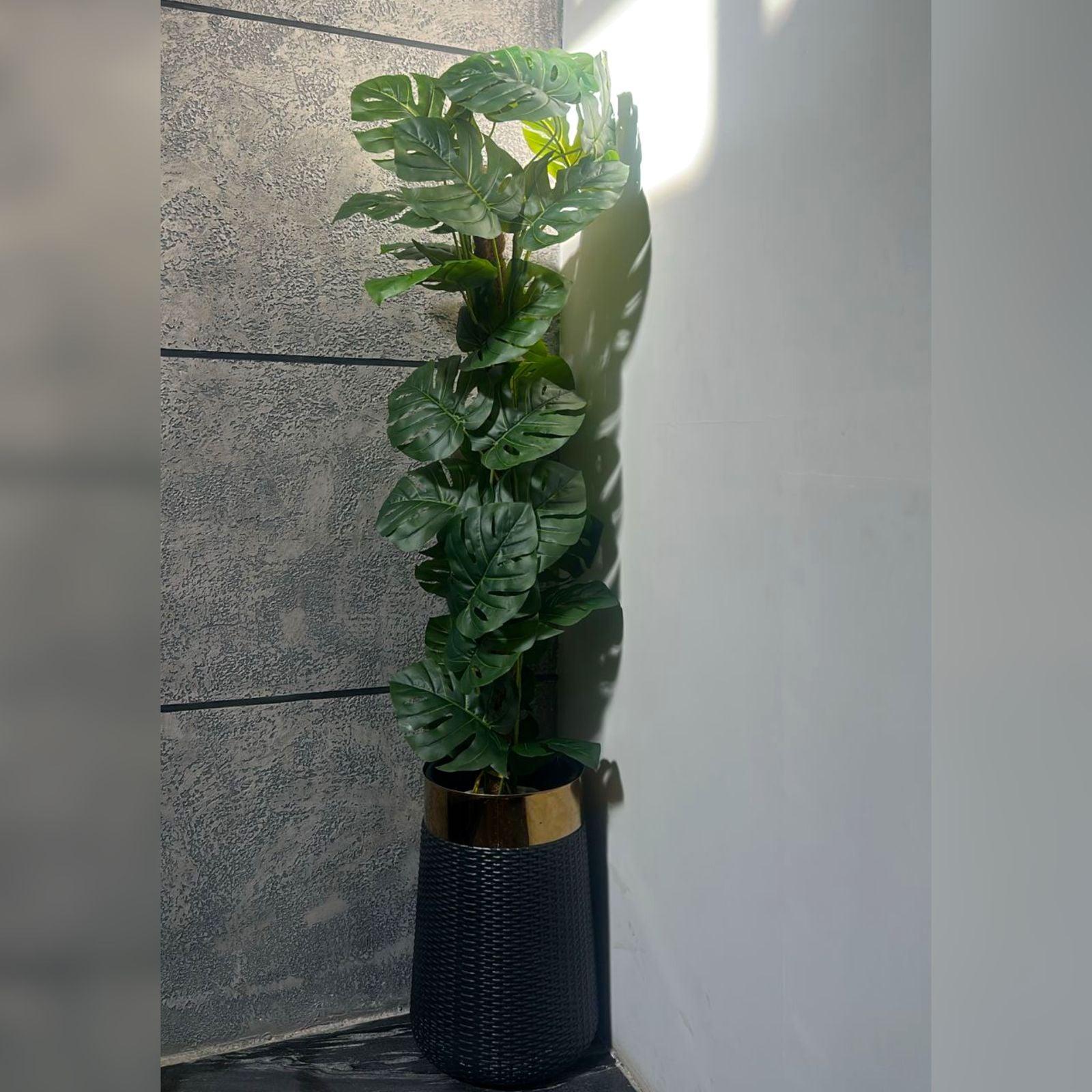 72 Leave  Swiss Cheese Plant with Coconut Husk