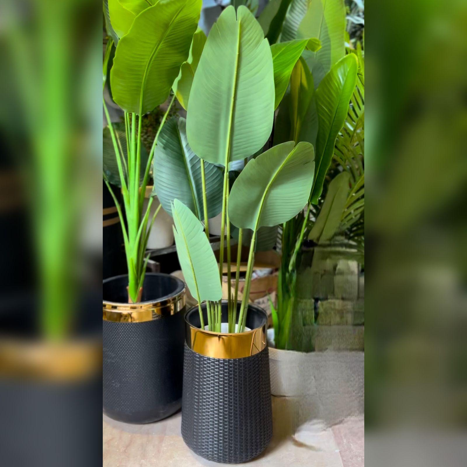 Banana Plant with 8 Leaves in Non Breakable GRP Pot