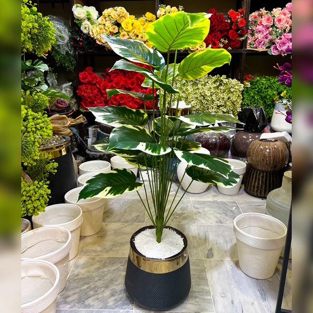 4.5 ft  Money Plant wit hPlanter