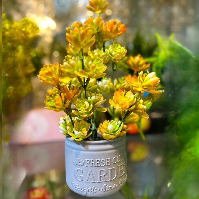 Succulent Plant with Yellow-Orange Tips