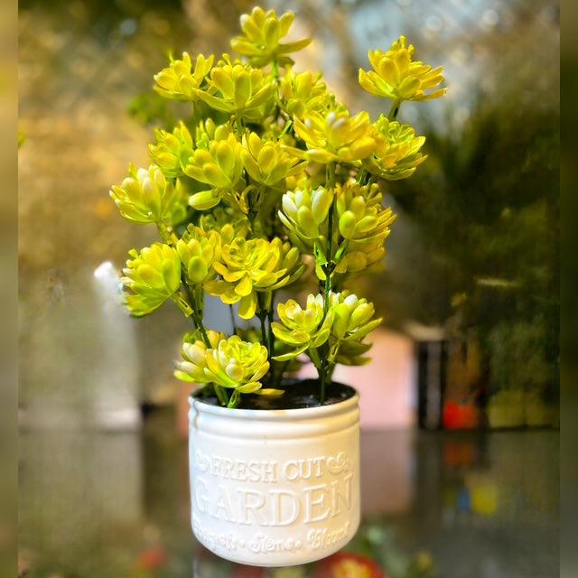 Succulent Plant in White pot