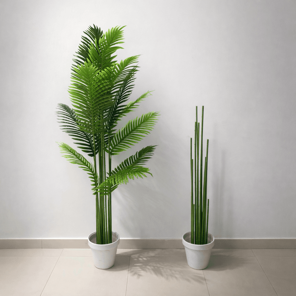 Areca Palm Plant (Dypsis lutescens)