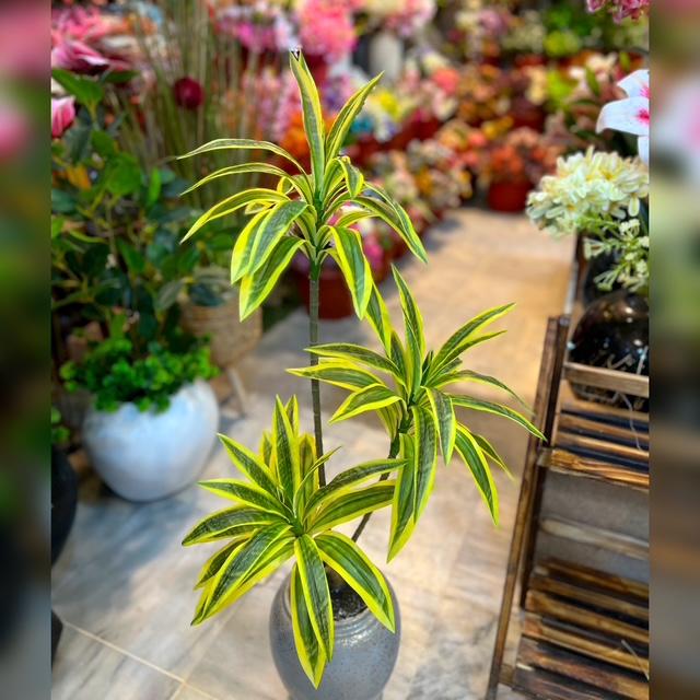 3.5 Ft Dracaena Plant with Shiny Ceramic Vase