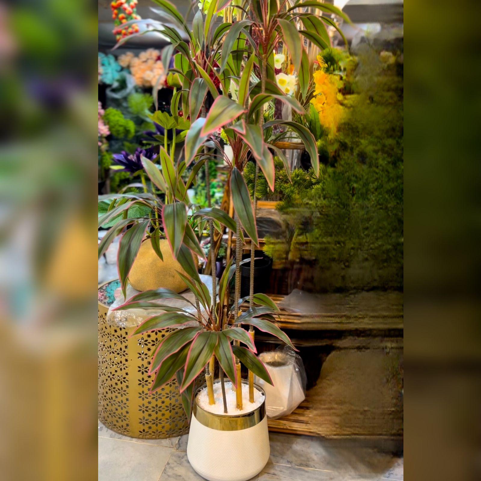 Dracaena Marginata Tricolor Plant with White & Golden Rimmed Planter