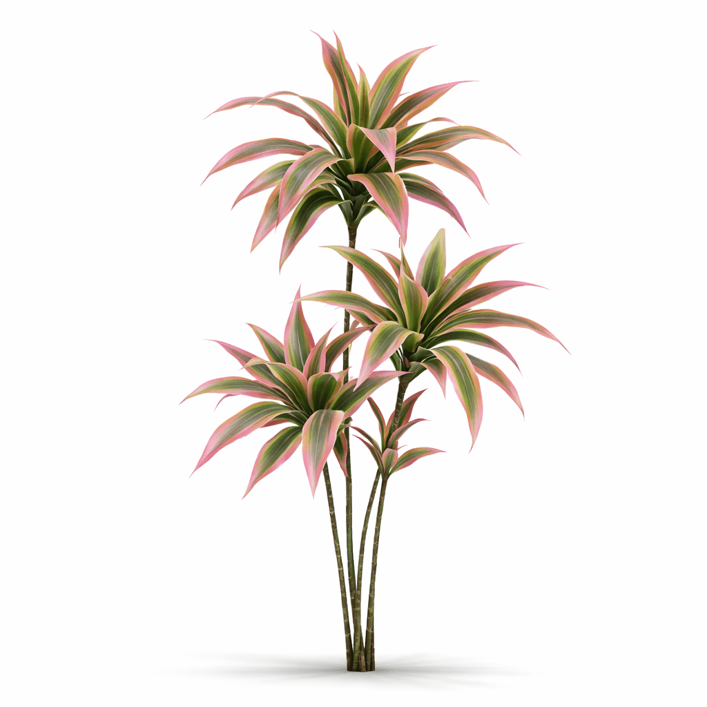 Dracaena plant