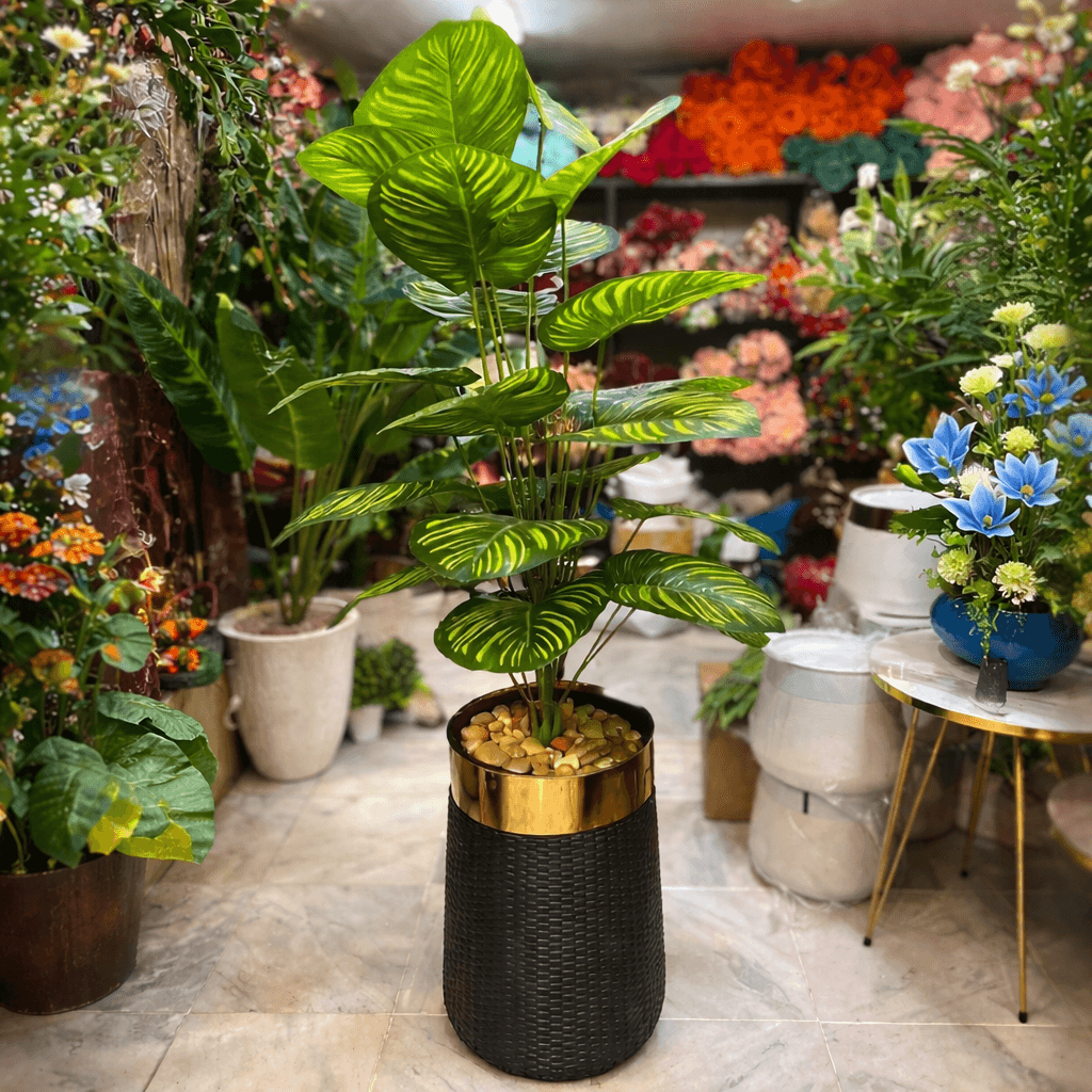 5 ft Tall Money Plant