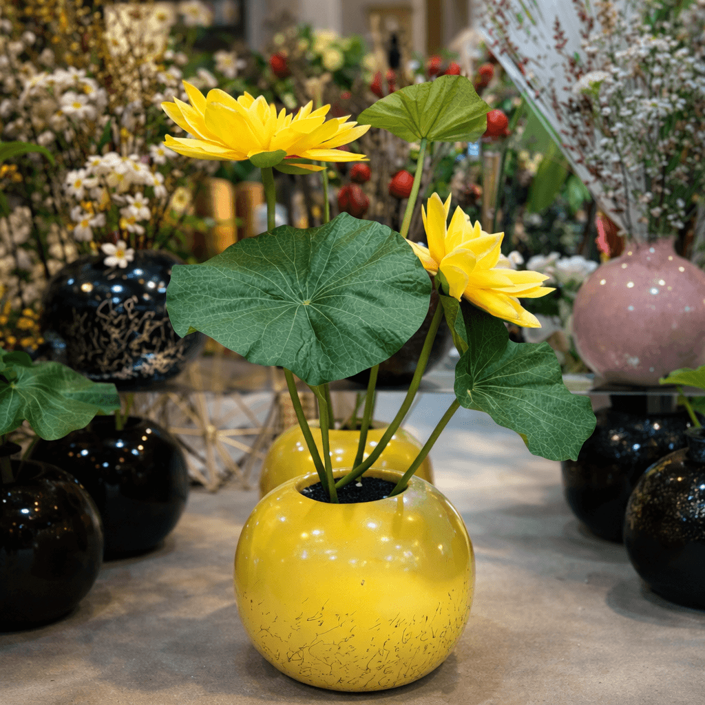 Lotus Lily Flower Plant in Chalk Pot