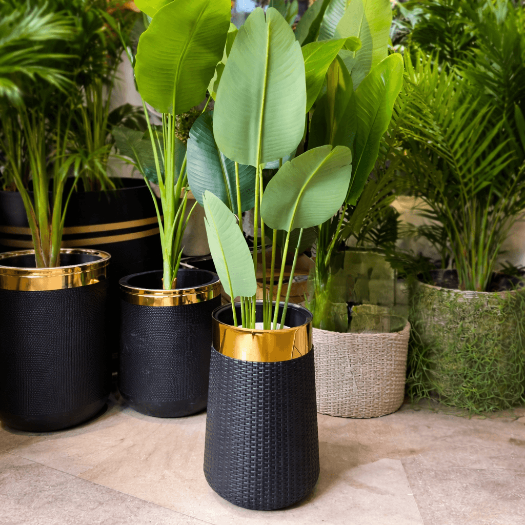Banana Plant with 8 Leaves in Non Breakable GRP Pot