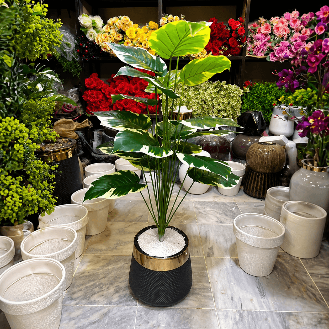 Money Plant with planter